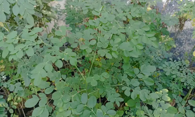 أسرار مذهلة عن فوائد المورينجا