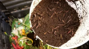 التسميد بالديدان 