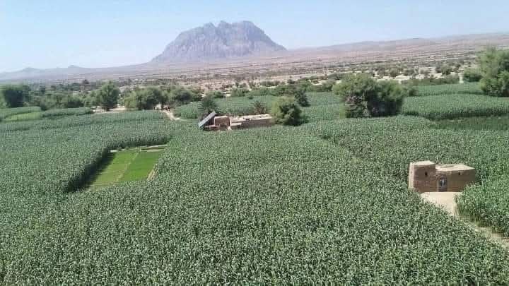 عيد الأم في الضالع.. رمزية الاحتفاء وصمود صانعات الأجيال